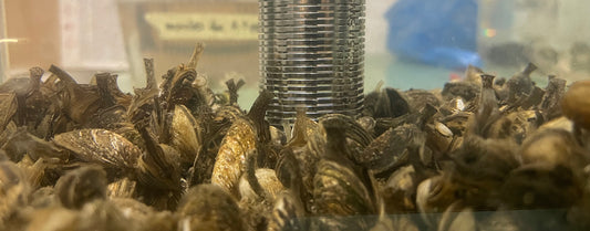 Crépine | Prise d'eau passive